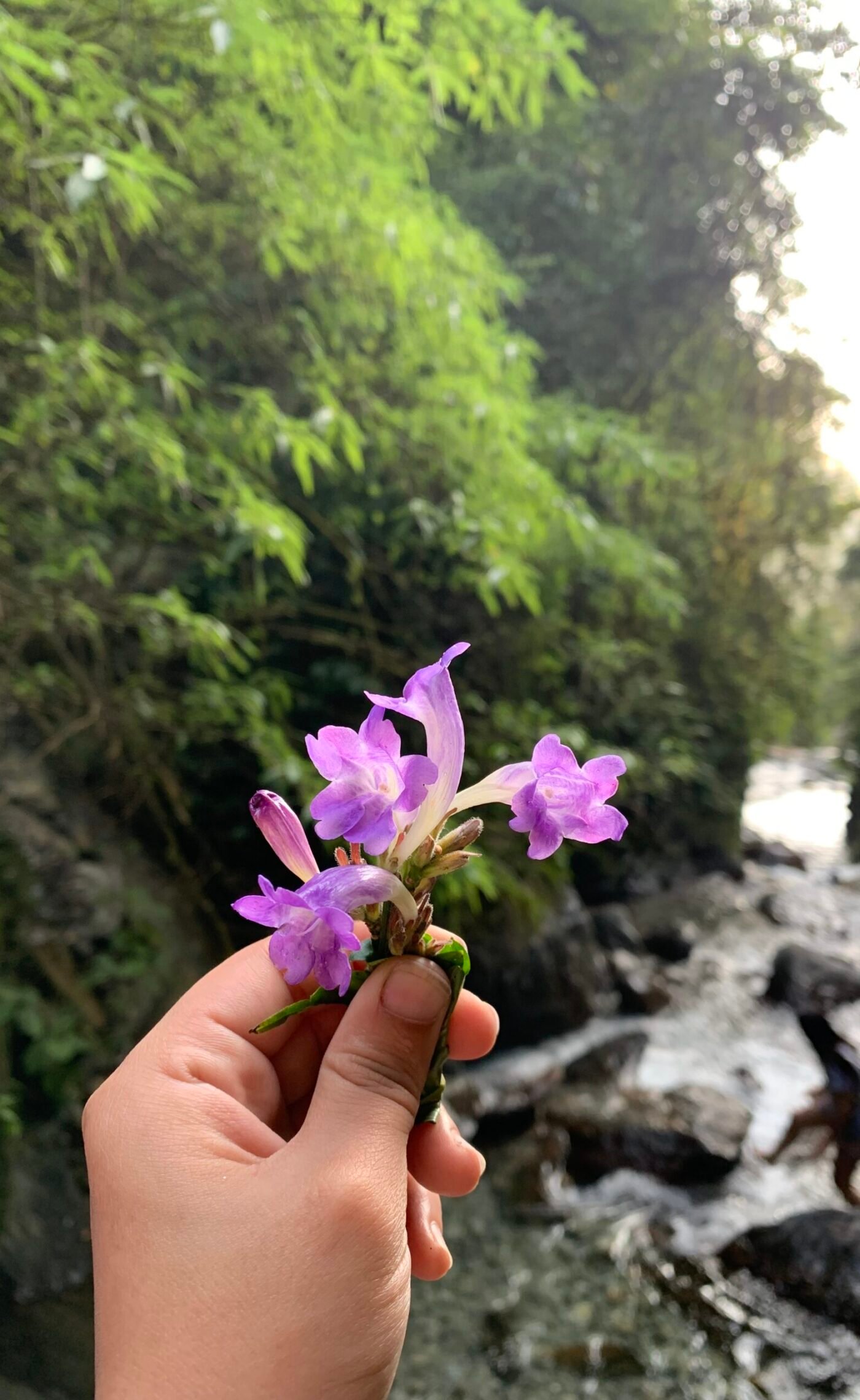 Bangoru Waterfall Trek by Kahan Jau